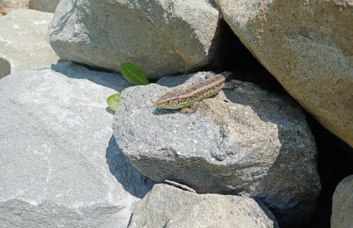 Hortensjowy Zakątek w Pieninach - Foto 36