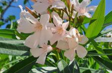 KUĆA U PRIRODI LI - Foto 17