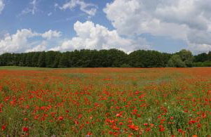 Ferienwohnungen am Krakower See - Foto 53