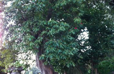 Quintinha de Palmyra - Foto 18