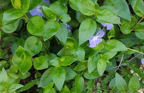 Maison rénovée à Moulins avec jardin et véranda - FR-1-489-469 - Foto 25