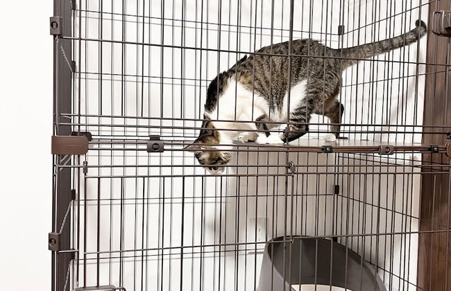 Coral Gate In Kume - Foto 19