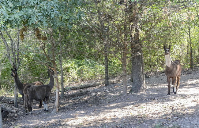 Llama House - Foto 43