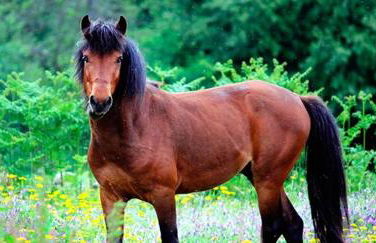 Casa do Garrano - Gerês - Foto 41