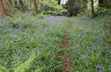Canad Adar - Song of the Birds - Teifi Valley - Foto 3