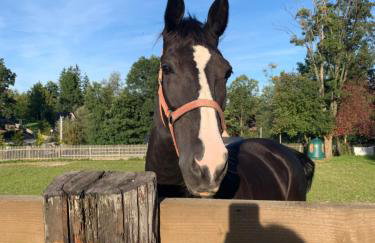 Apartament Poleczka Zakopane Kościelisko - Foto 49