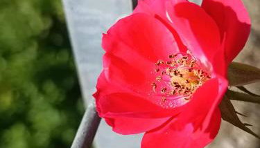 Elena's apartment - Foto 4, Garden, Garden view