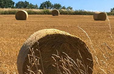 Wyzenborne - Foto 48