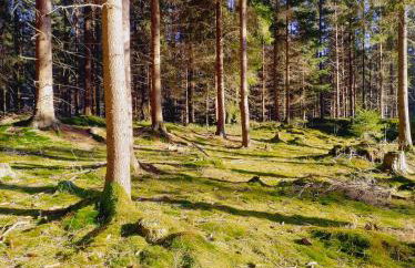 Bukowe Zacisze - Foto 23