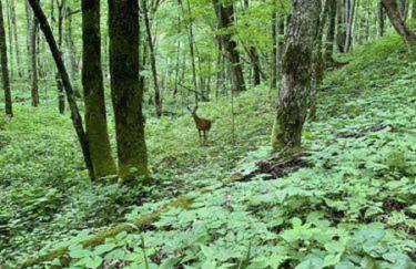 Timber Ridge Retreat - Foto 46