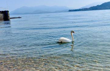 Scarlet Flower - Lago Maggiore - Foto 11