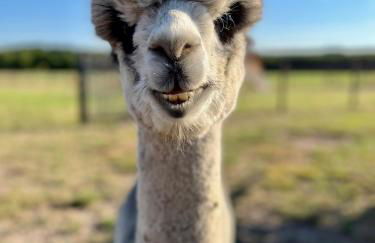 Tiny House Alpakablick - inklusive Alpaka Meet & Greet an bestimmten Terminen - Foto 19