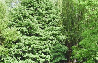 Domki na polance - Foto 30