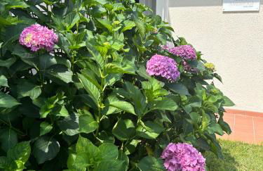 Residenza Ambrogi - Foto 37