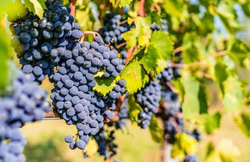 Agriturismo la Casina - Foto 19