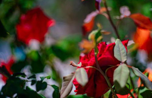 Casa Coromandel - Foto 12