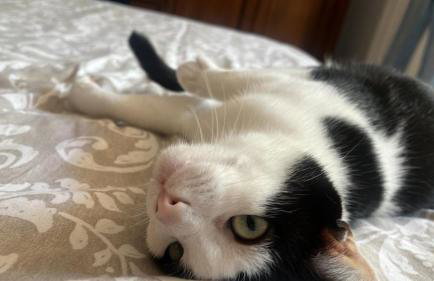 Casale Kintsugi - Foto 48