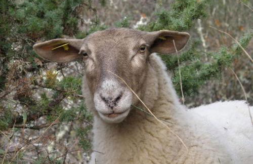 Canto perdigal - Foto 12