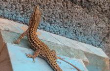 Les Valletes - Foto 30