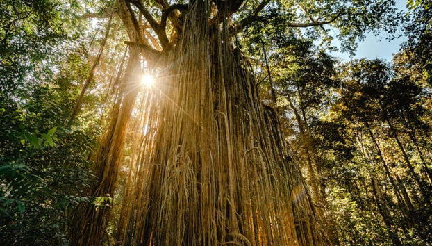 Un increíble árbol centenario en Atherton Tablelands