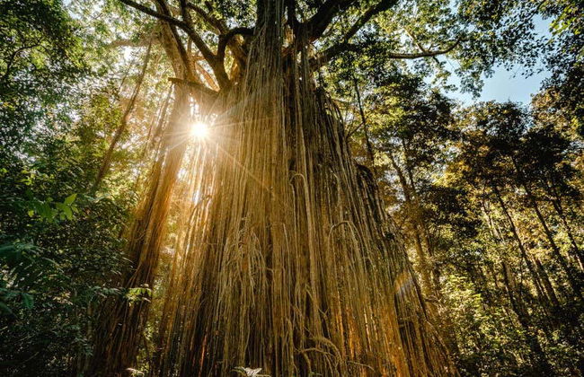 Excursión a Atherton Tablelands - Foto 3