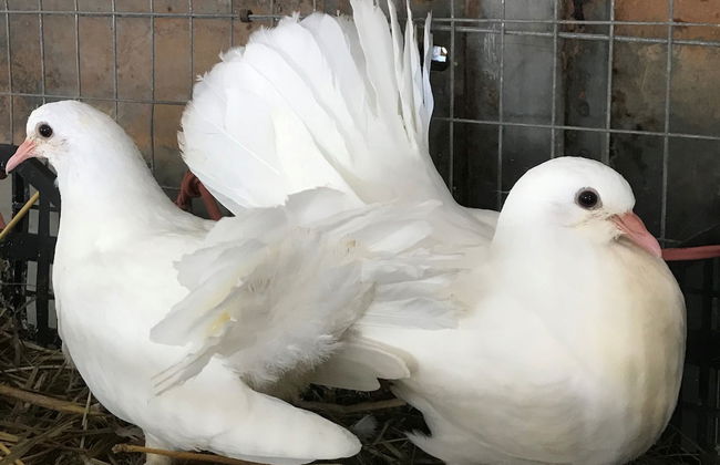 Relais Masseria Della Colomba - Foto 50