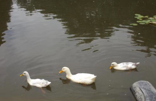 Bryn Cottage - Foto 10