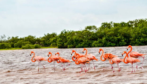 Flamants roses dans la réserve de biosphère Ría Lagartos