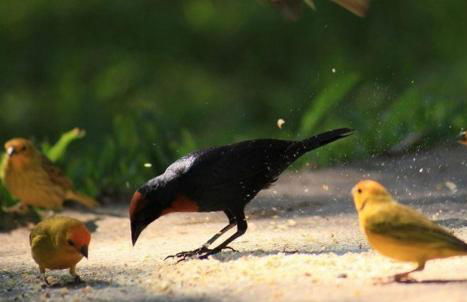 Hotel Fazenda Menino da Porteira - Foto 106