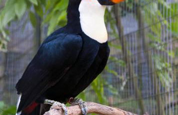 Eco Pousada Por do Sol - Foto 34