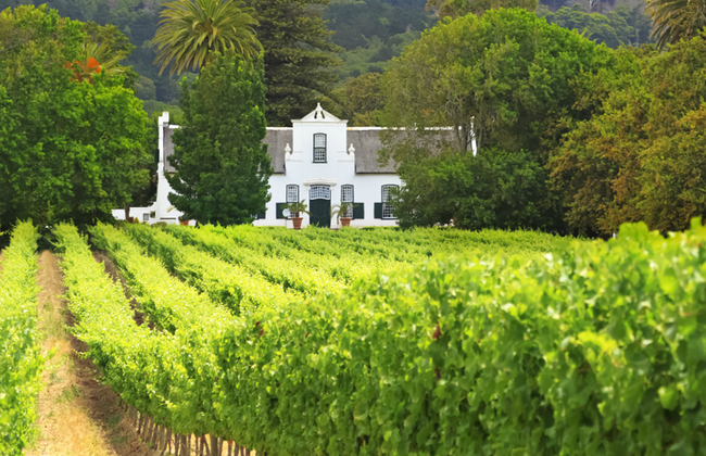 Private Full Day Constantia Wine Tour - Foto 4