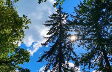 Forest Gallery- Mid-Century Modern With City Views - Photo 46