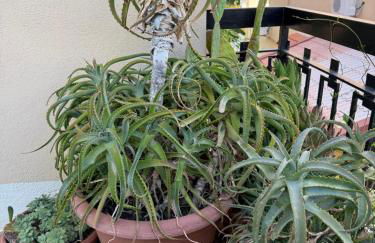 appartamento in villa a Pietragrande Villa Mi Vida - Photo 48