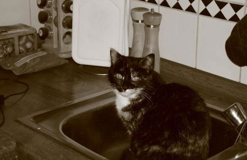 Funny-Farm - Foto 28