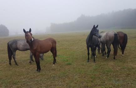 Radawa LOVE - Foto 67