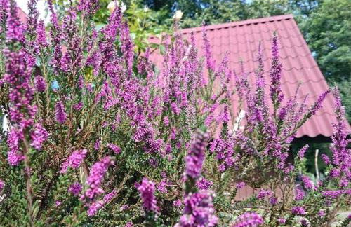 Holiday home in Süttorf with swimming pool - Foto 14