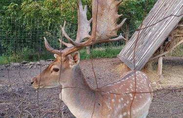 Domki Na Wiosce - Foto 69