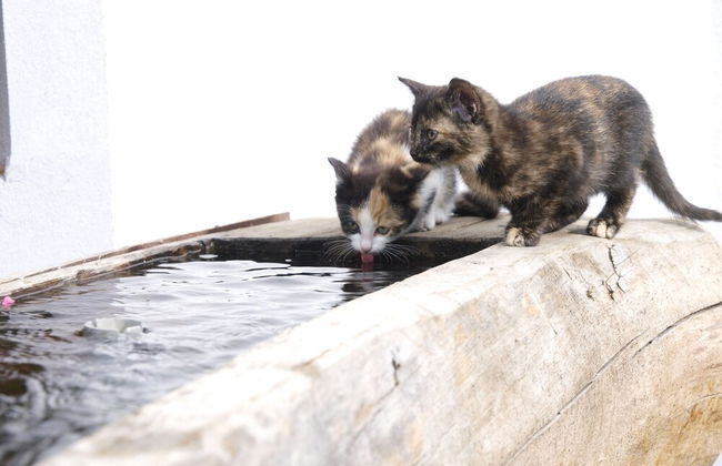 Biobauernhof Spieszschweiger - Foto 13