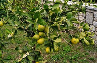 Villa Elaia - Foto 23