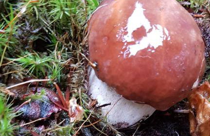 Ferienhaus "Am Gehre" - Foto 38