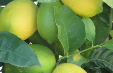 Finca Klara, Boutiquehotel - Apartment -Javea-Moraira- - Foto 25