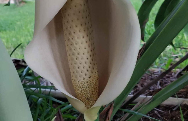 Casale Della Pergola Eco-friendly by the sea - Foto 41