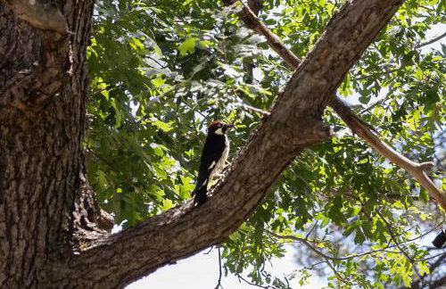 Birders, botanist and hikers’ oasis in FLG - Foto 34