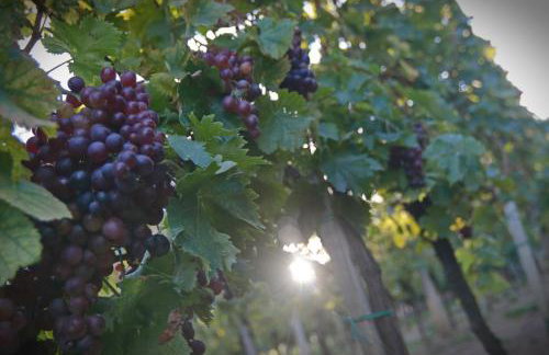 Apartment Wine Tale - Foto 11