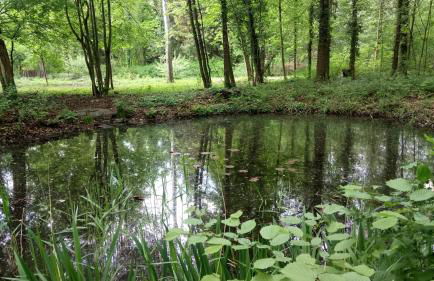 Haus Waldidyll - Foto 23