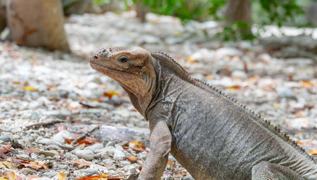 Avistando a una iguana