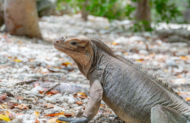 Excursión al lago Enriquillo - Foto 3