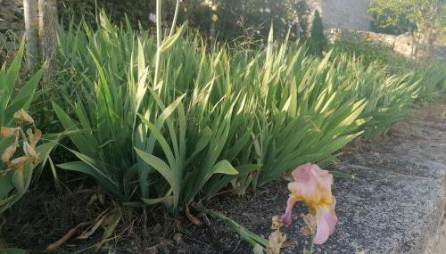 LÍRIOS DA GRANJA - CASA DE CAMPO - Foto 4, Garden view