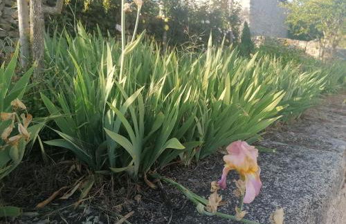 LÍRIOS DA GRANJA - CASA DE CAMPO - Foto 4