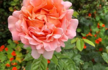 Pied à terre pour des vacances au bord de la mer - Foto 66